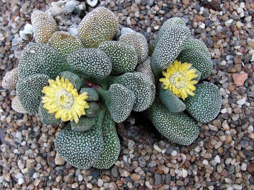 Aloinopsis luckhoffii фото