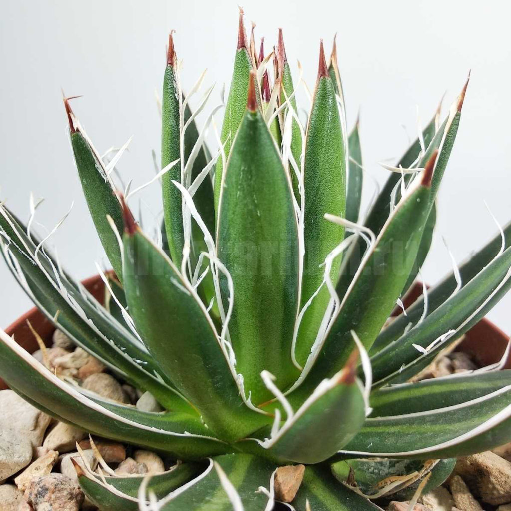 Agave FILIFERA