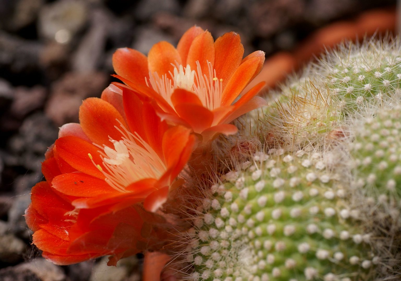 Aylostera vallegrandensis