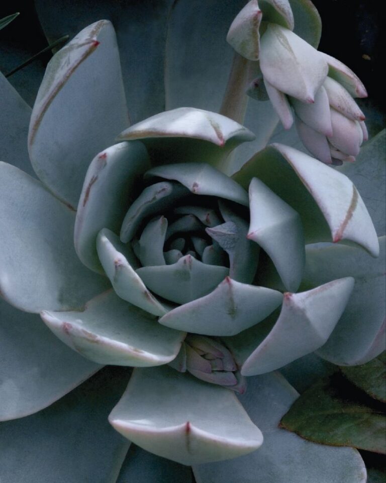 РЎСѓРєРєСѓР»РµРЅС‚ Echeveria peacockii