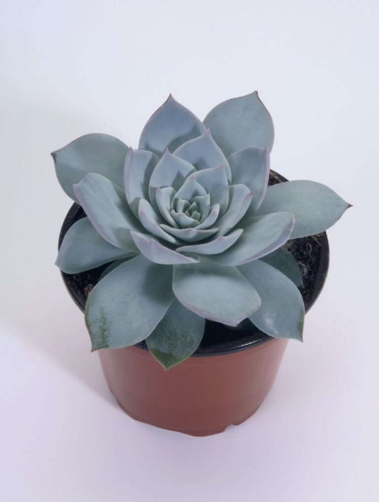 РЎСѓРєРєСѓР»РµРЅС‚ Echeveria peacockii