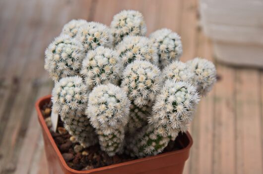 Mammillaria VETULA