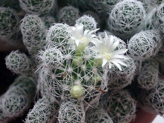 Mammillaria VETULA