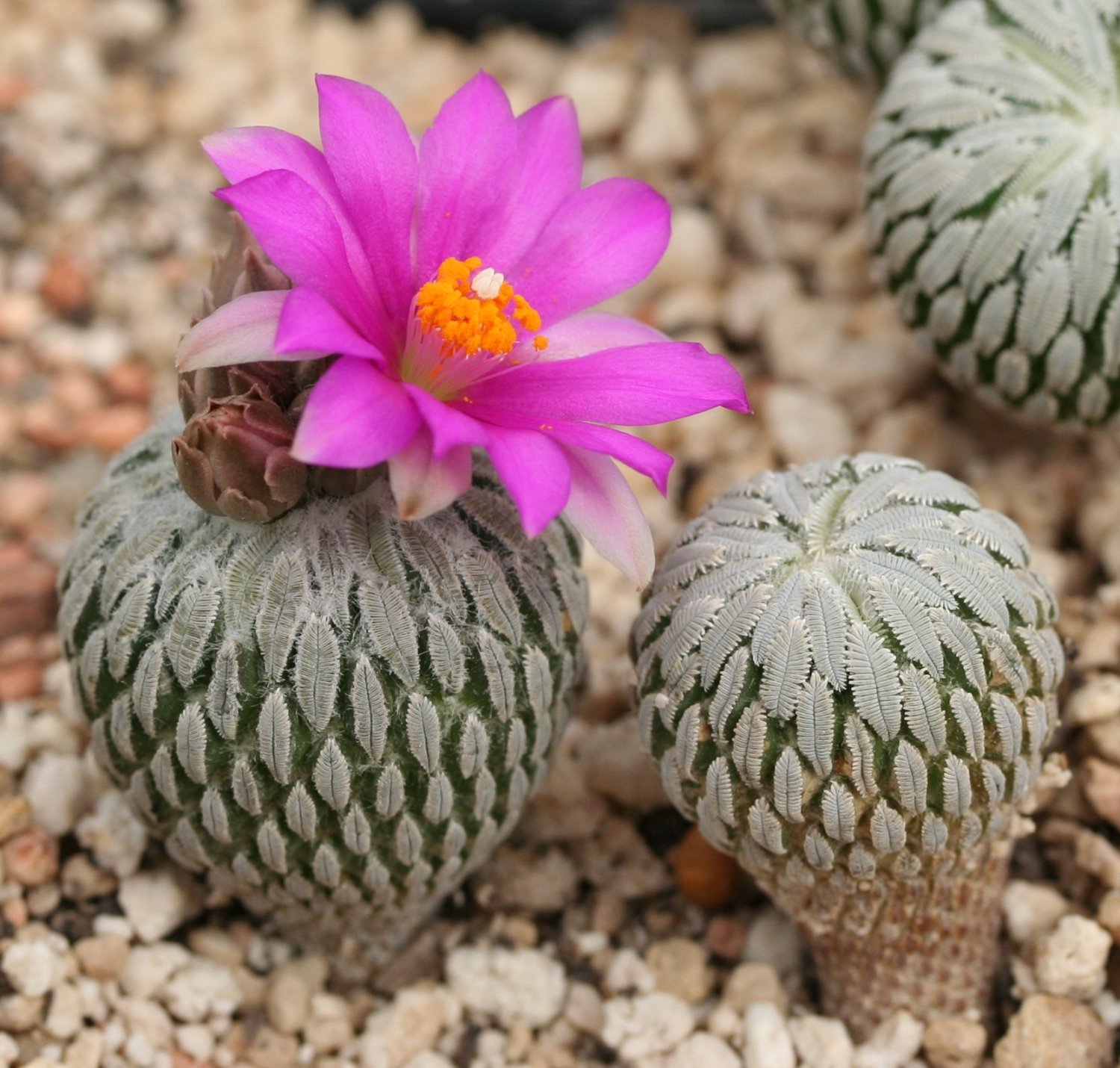 Пелецифора мокрицевидная (Pelecyphora aselliformis)