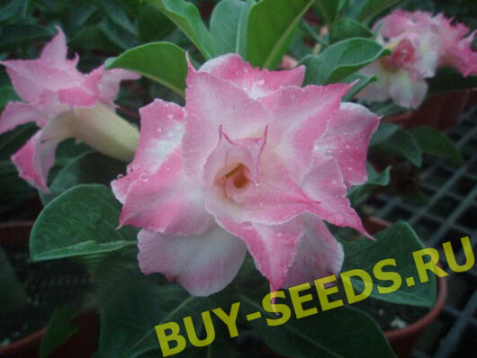 Adenium Obesum Triple Flower NEW-25