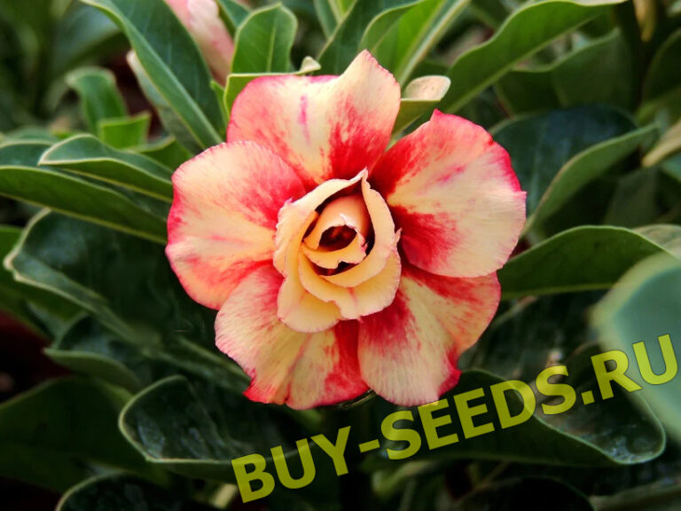 Adenium Obesum Desert Rose Cynthia