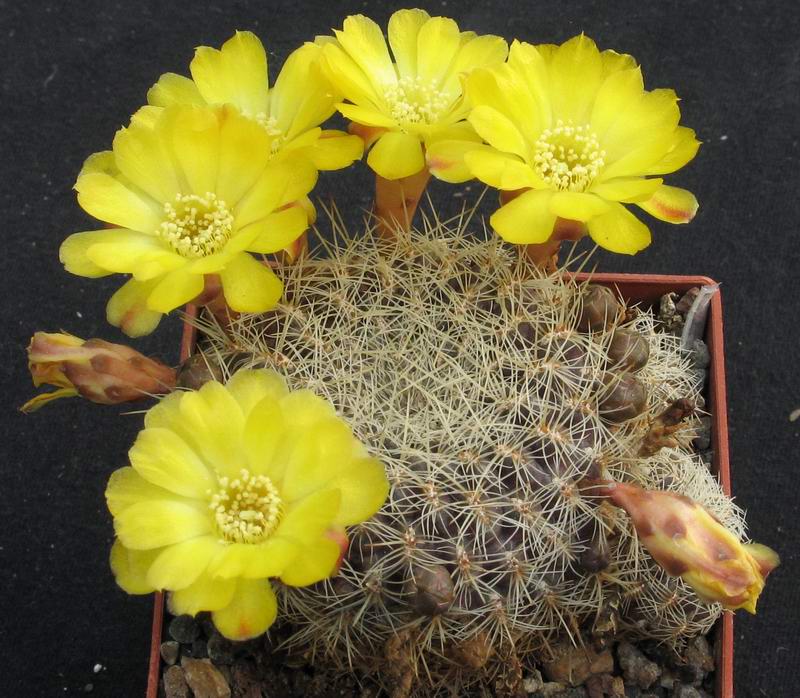 Sulcorebutia CARDENASIANA