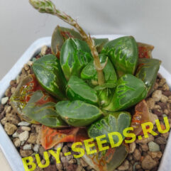 Растение D6 Haworthia Bayeri Green Flame (hybrid) - Хавортия Байера Зеленое Пламя