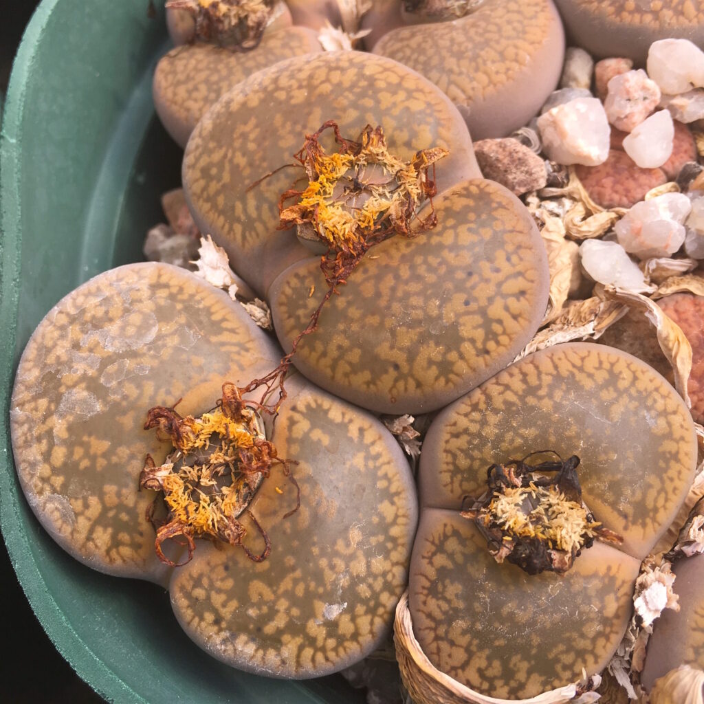 Lithops optica CV rubra