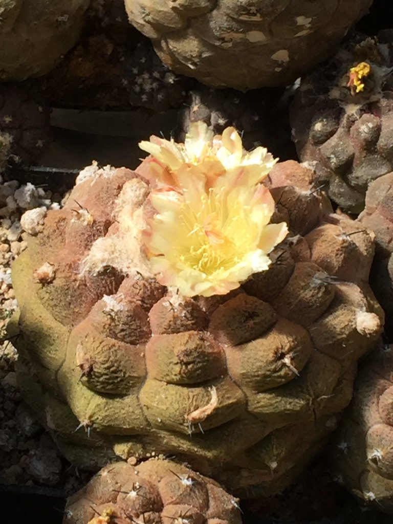 Lithops optica CV rubra