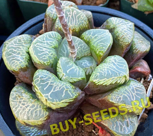 Haworthia hybrid Youen