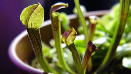 Sarracenia RUBRA