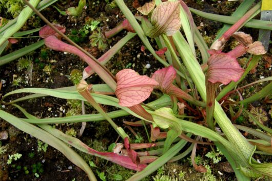 Sarracenia RUBRA