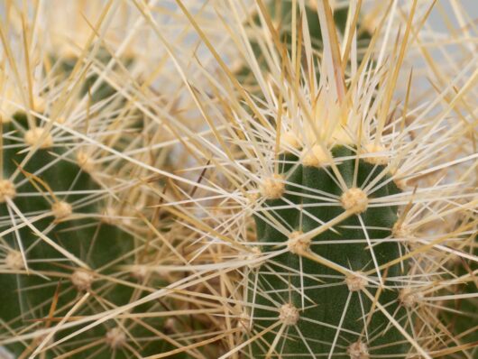 Echinocereus PARKERI ssp GONZALEZII - Эхиноцереус Паркера ссп Гонзалеза