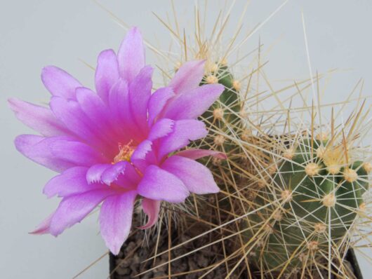 Echinocereus PARKERI ssp GONZALEZII - Эхиноцереус Паркера ссп Гонзалеза