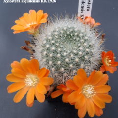 Aylostera AIQUILENSIS KK1926