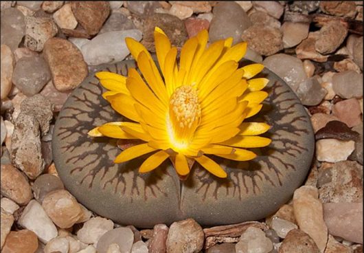 Lithops AUCAMPIAE EUNICEAE v FLUMINALIS С054