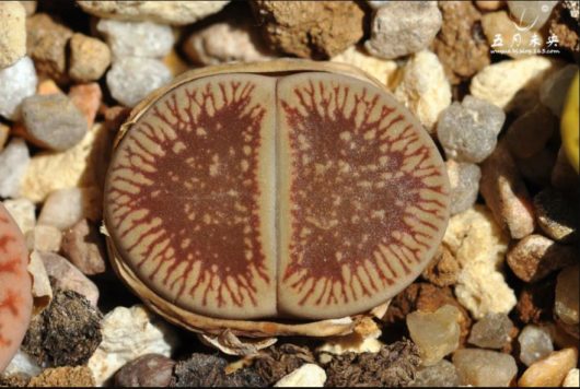 Lithops AUCAMPIAE EUNICEAE v FLUMINALIS С054