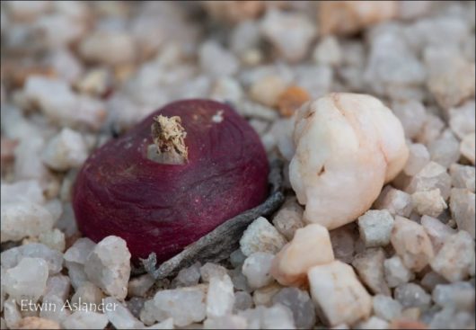 Conophytum MAUGHANII ssp. LATUM EA402