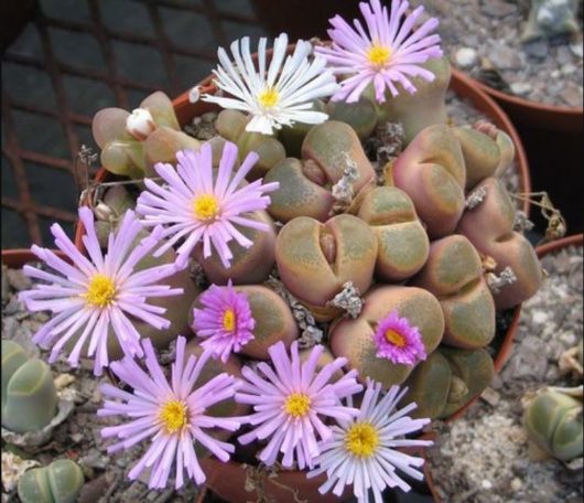 Conophytum VERRUCOSUM-2