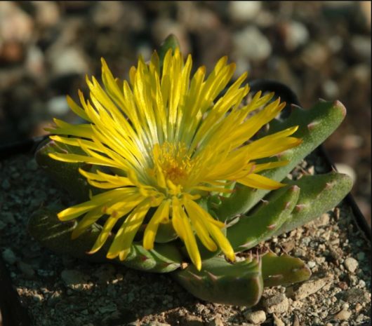 Faucaria FELINA GM210