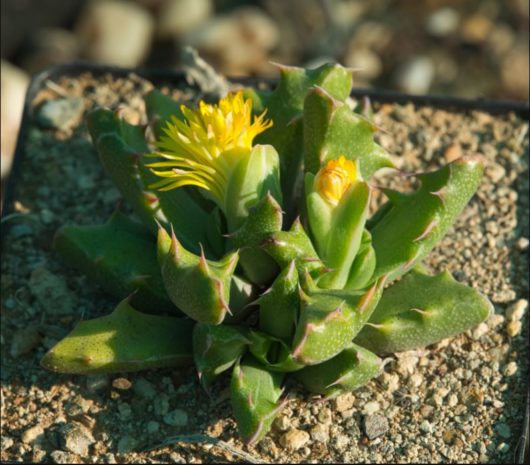 Faucaria FELINA GM210