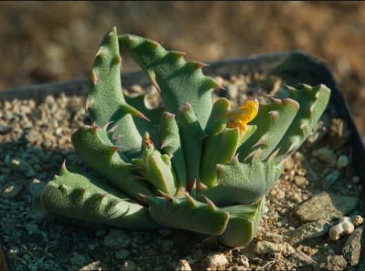 Faucaria FELINA GM210