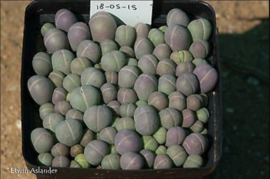 Gibbaeum HEATHII EA1301