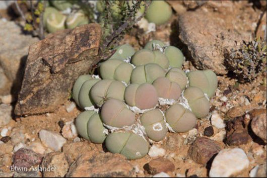 Gibbaeum HEATHII EA1301