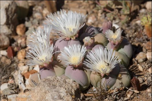 Gibbaeum HEATHII EA1301