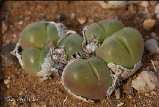 Gibbaeum NUCIFORME EA4044