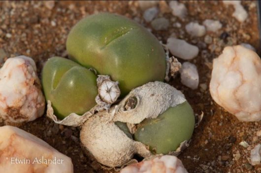 Gibbaeum NUCIFORME EA4044