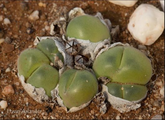 Gibbaeum NUCIFORME EA4044