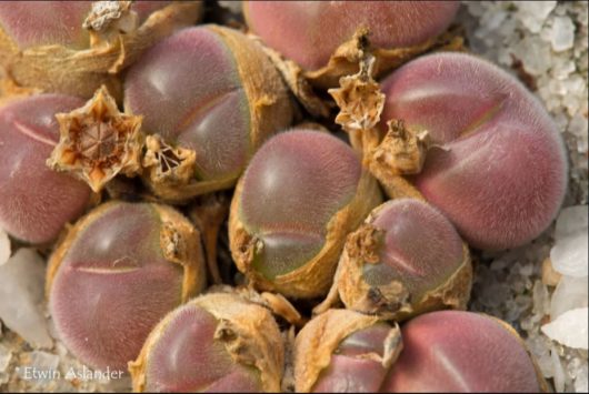 Gibbaeum PILOSULUM EA1295