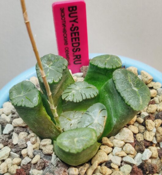 Haworthia Maughanii MURASAKI