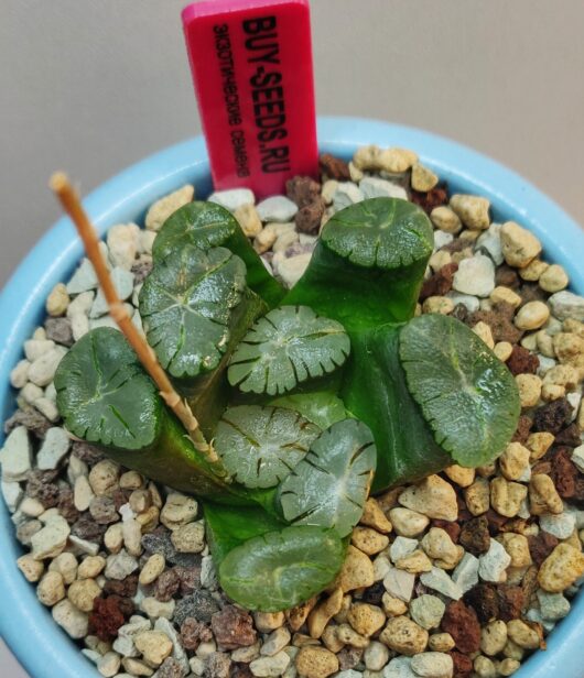 Haworthia Maughanii MURASAKI