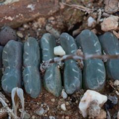 Haworthia TRUNCATA JDV85-82