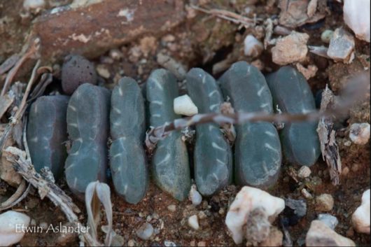 Haworthia TRUNCATA JDV85-82