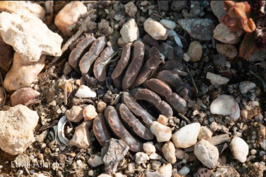 Haworthia TRUNCATA JDV85-82