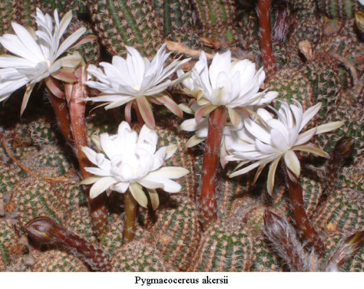 Pygmaeocereus AKERSII