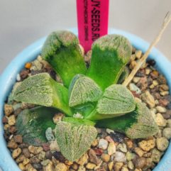 Haworthia sp 37