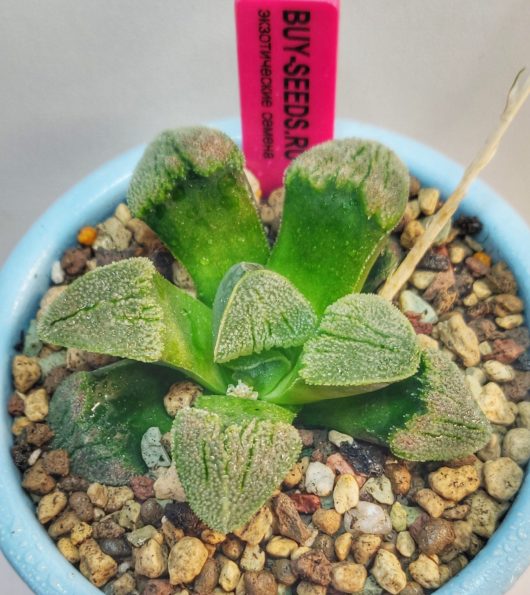 Haworthia sp 37