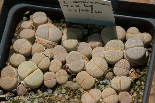 Lithops Amicorum TOK67