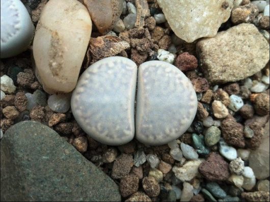 Lithops Amicorum TOK67