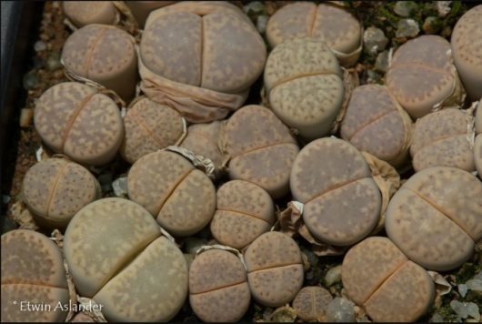 Lithops Amicorum TOK67