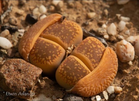 Lithops AUCAMPIAE DANIELSKUIL C002