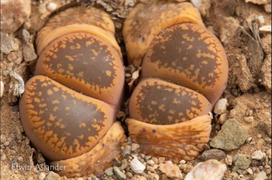 Lithops AUCAMPIAE DANIELSKUIL C002