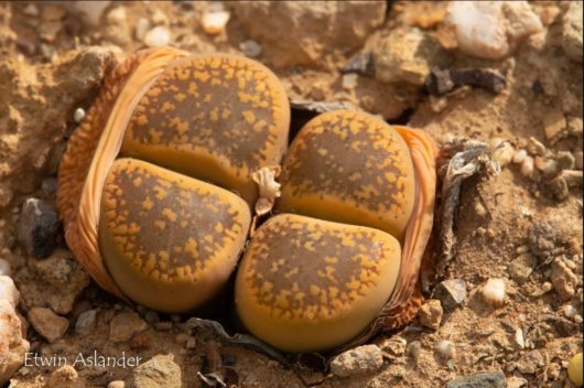 Lithops AUCAMPIAE DANIELSKUIL C002