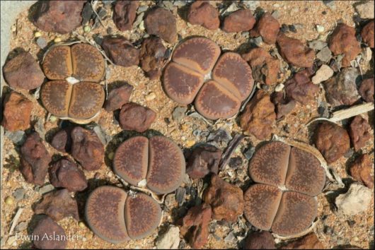 Lithops AUCAMPIAE MIX