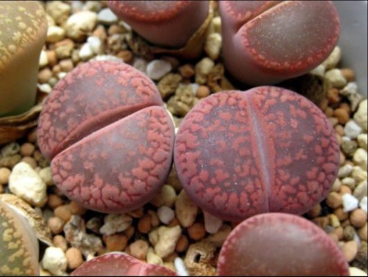 Lithops AUCAMPIAE Rudesheim Ruby